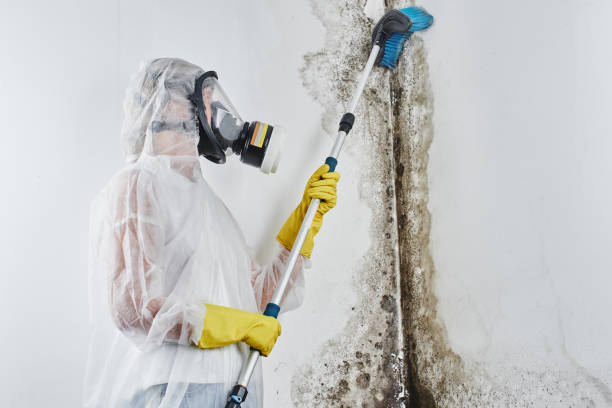 Best Mold Cleaning Services  in Oriska, NY