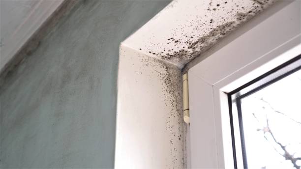 Best Attic Mold Removal  in Oriska, NY