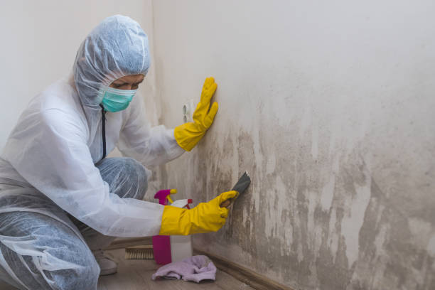 Best Black Mold Removal  in Oriska, NY