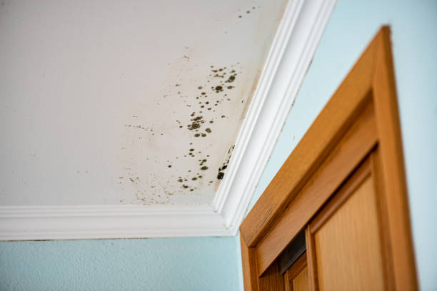 Best Commercial Mold Removal  in Oriska, NY