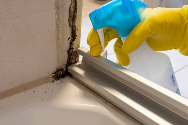 Best Certified Mold Removal  in Oriska, NY