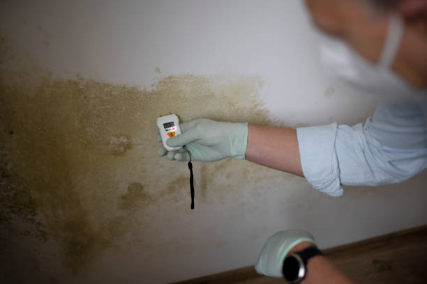 Best Emergency Mold Removal  in Oriska, NY