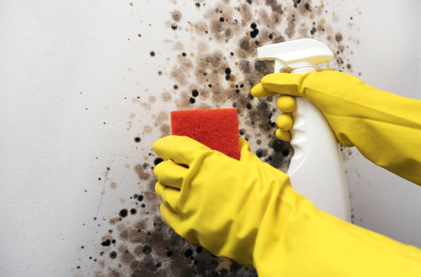 Best Black Mold Removal  in Oriska, NY