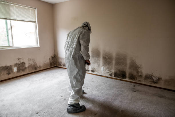 Best Office Mold Removal Services  in Oriska, NY