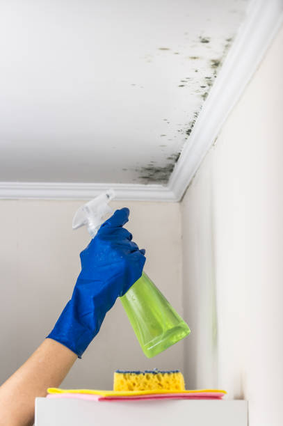 Best Mold Damage Repair  in Oriska, NY